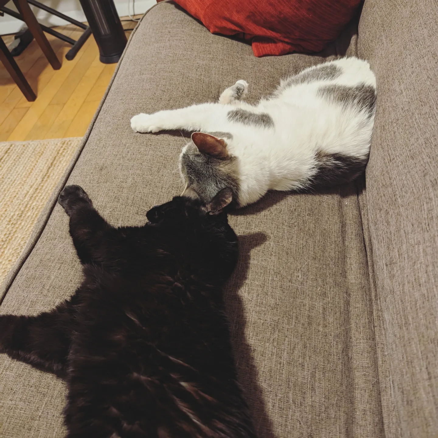 My Two Cats, Luna and Moo-Moo - July 2023